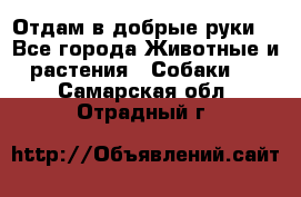 Отдам в добрые руки  - Все города Животные и растения » Собаки   . Самарская обл.,Отрадный г.